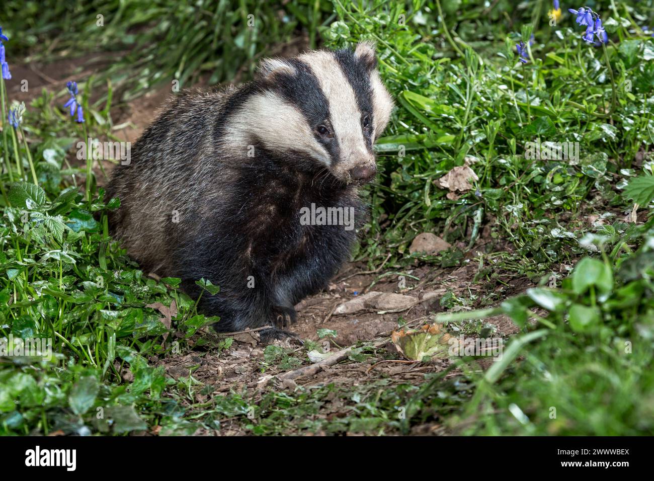 Badger; Meles meles; in Bluebells; UK Stock Photo - Alamy