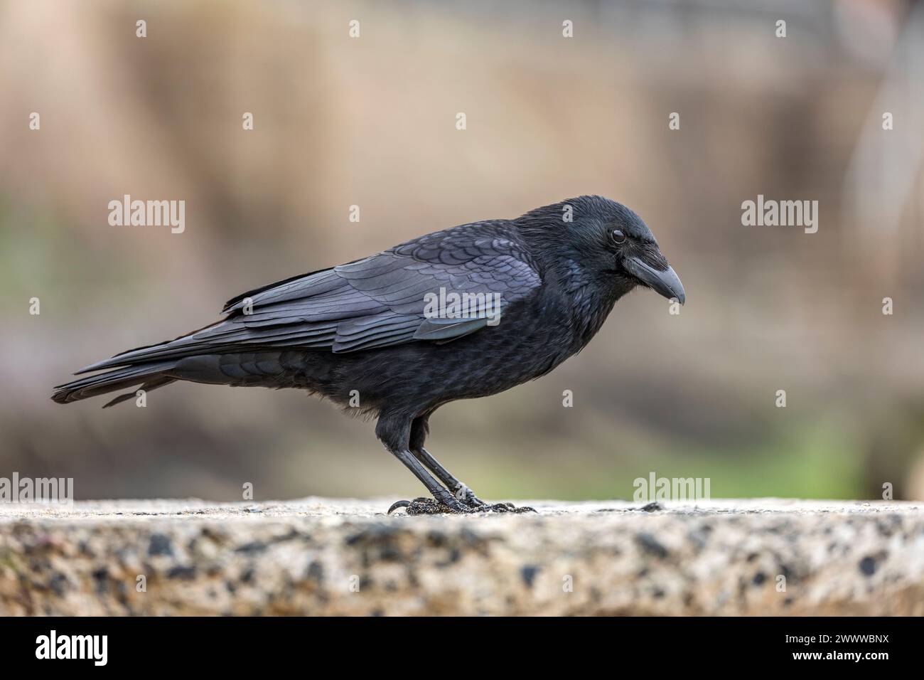 Carrion Crow; Corvus corone; St Ives; Cornwall; UK Stock Photo