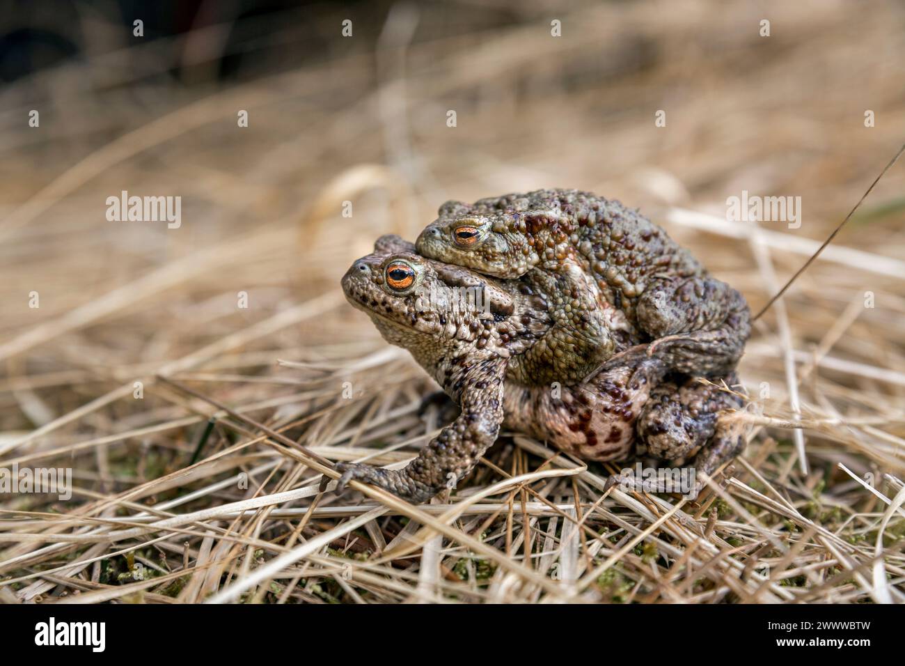 Common Toads; Bufo bufo; in Embrace; UK Stock Photo