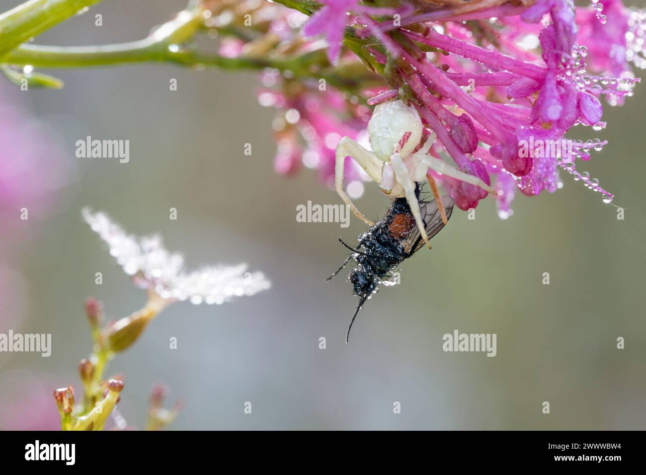 Crab Spider; Sp.Thomisidae; With Prey; in Dew; UK Stock Photo