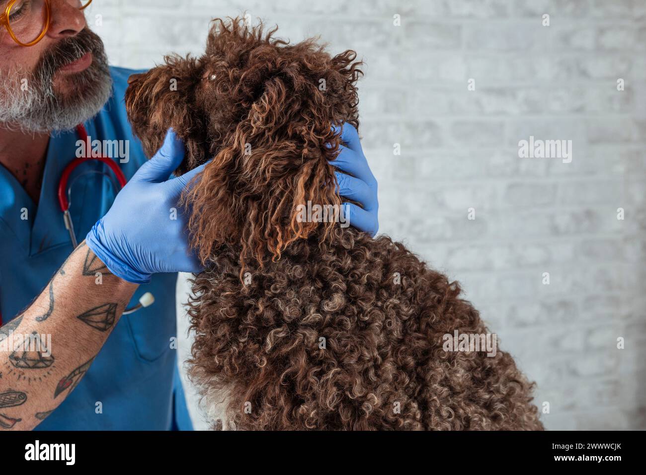 Veterinary Technician Examining a Dog Stock Photo