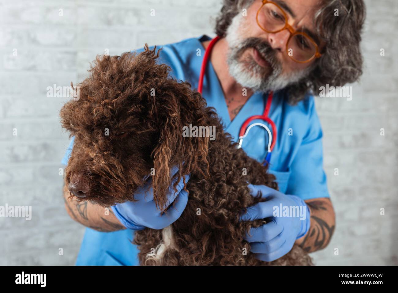 Veterinary Technician Examining a Water Dog Breed Animal Stock Photo