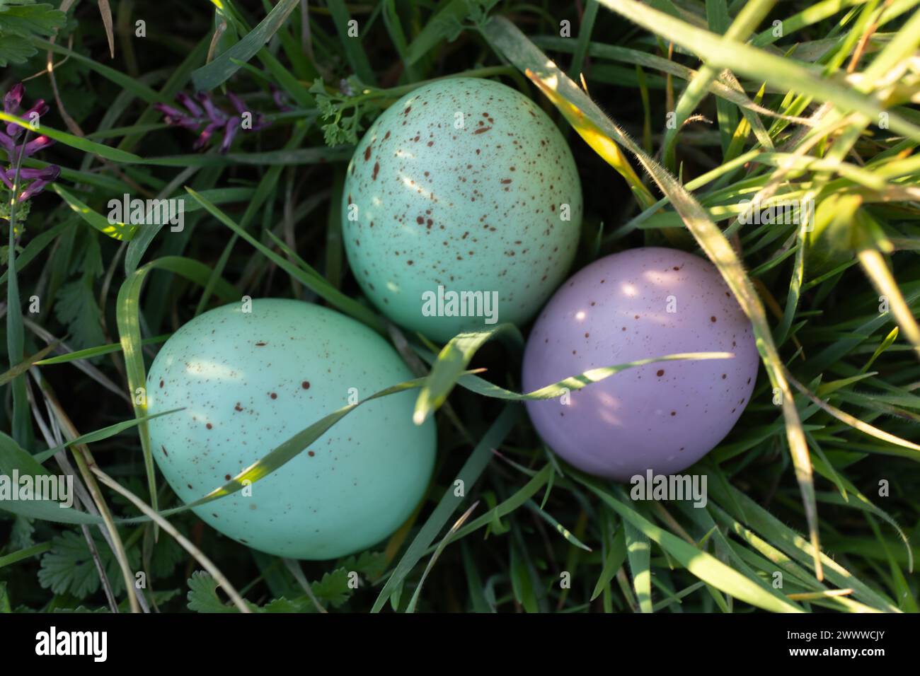 Photo of colored easter eggs Stock Photo