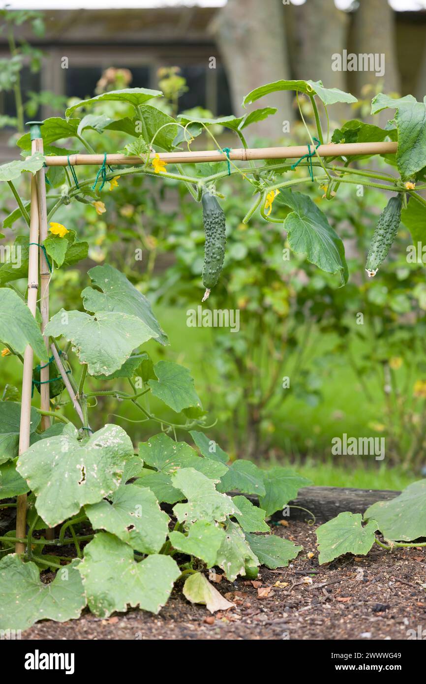 Home-grown cucumber plant (Bedfordshire Prize ridged cucumbers) growing outdoors in an English vegetable garden in summer, UK Stock Photo