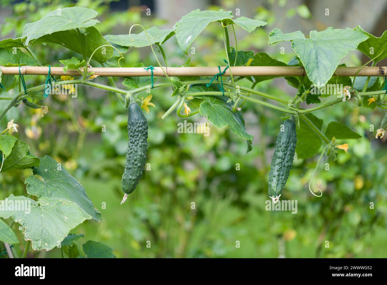 Cucumbers (Bedfordshire Prize ridged) growing outdoors on a cucumber plant in an English garden in summer, UK Stock Photo