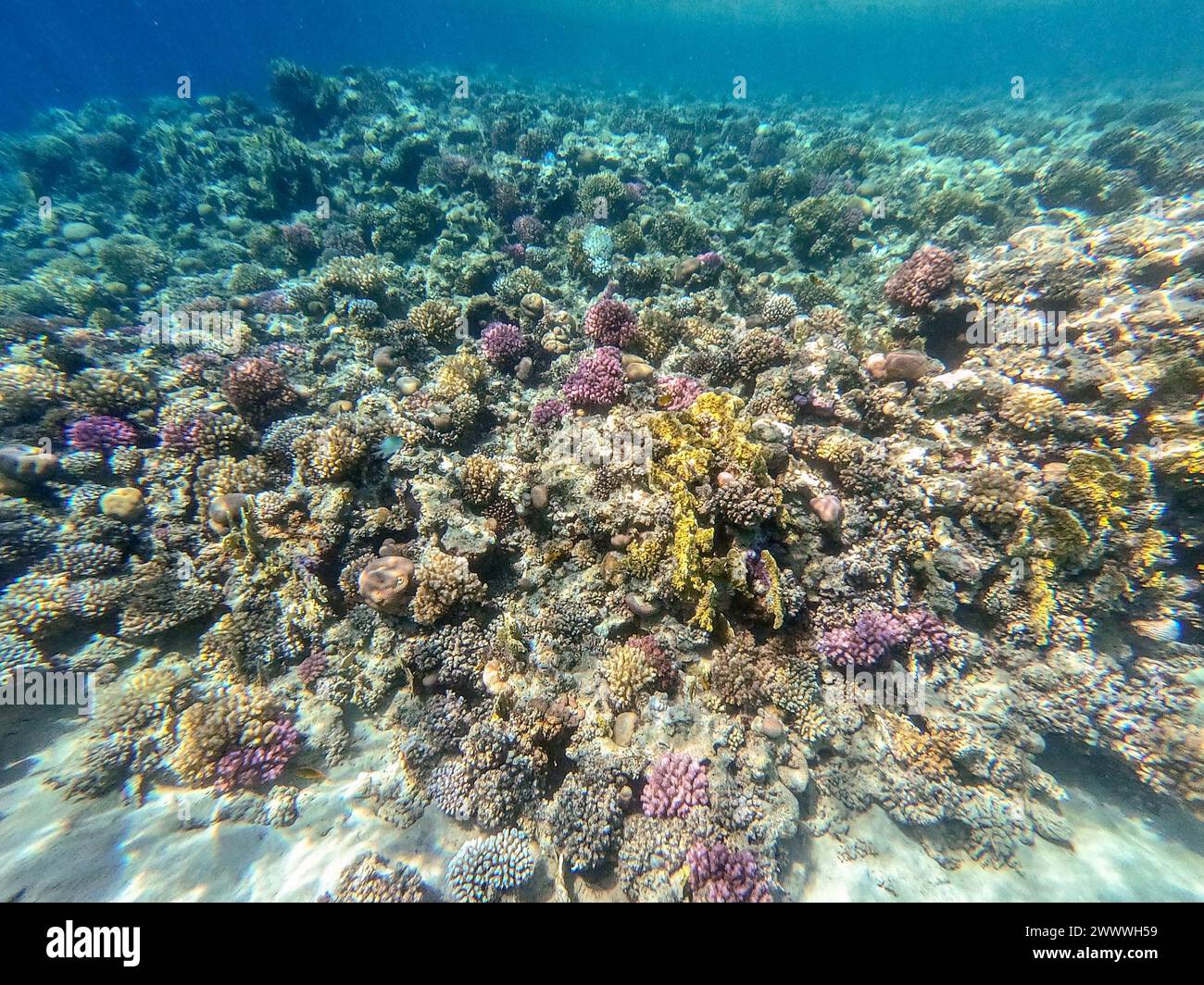 Underwater panoramic view of coral reef with tropical fish, seaweeds and corals at the Red Sea, Egypt. Acropora gemmifera and Hood coral or Smooth cau Stock Photo