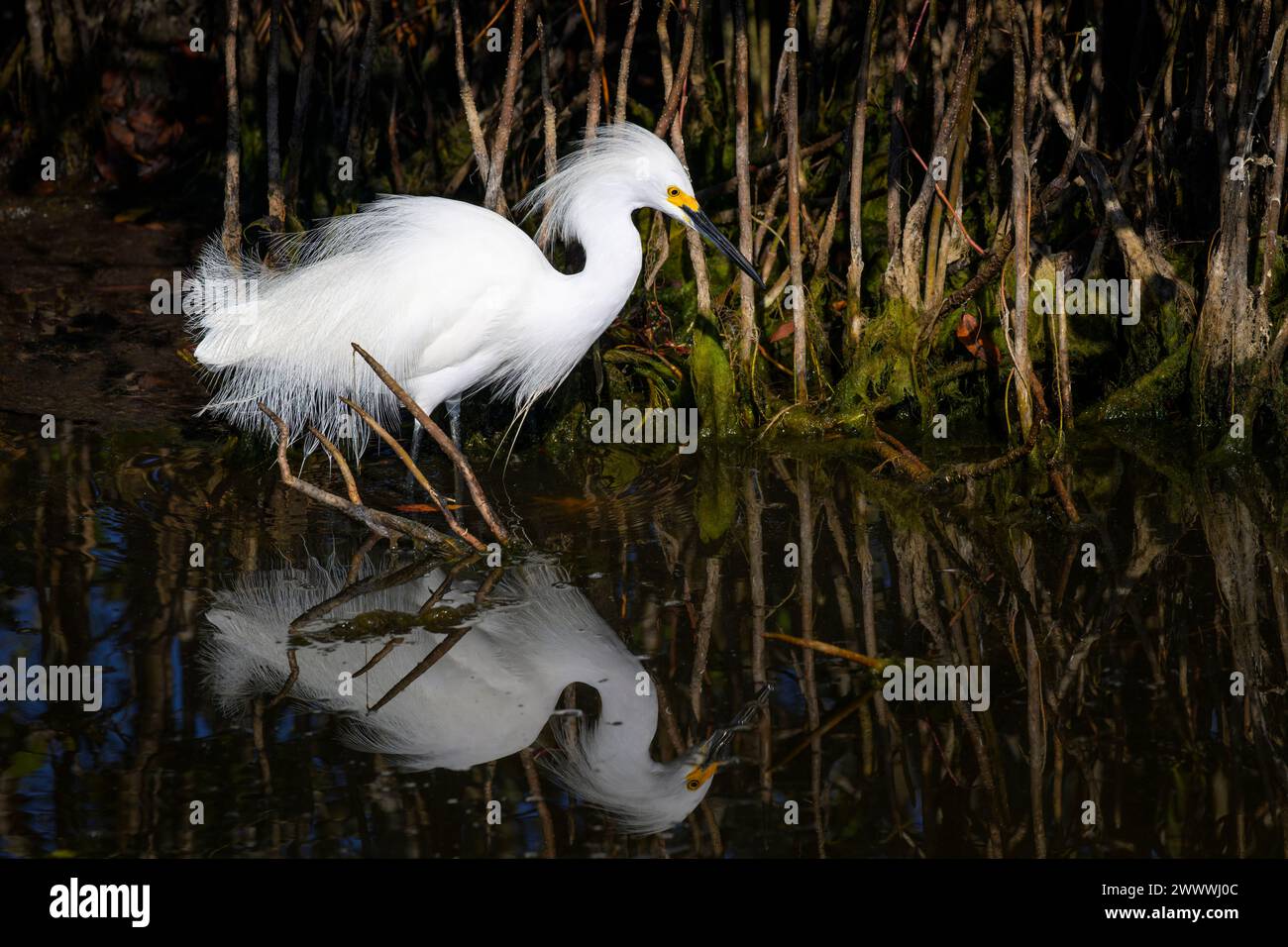 Snowy egret (Egretta thula) with breeding plumage fishing at mangrove ...
