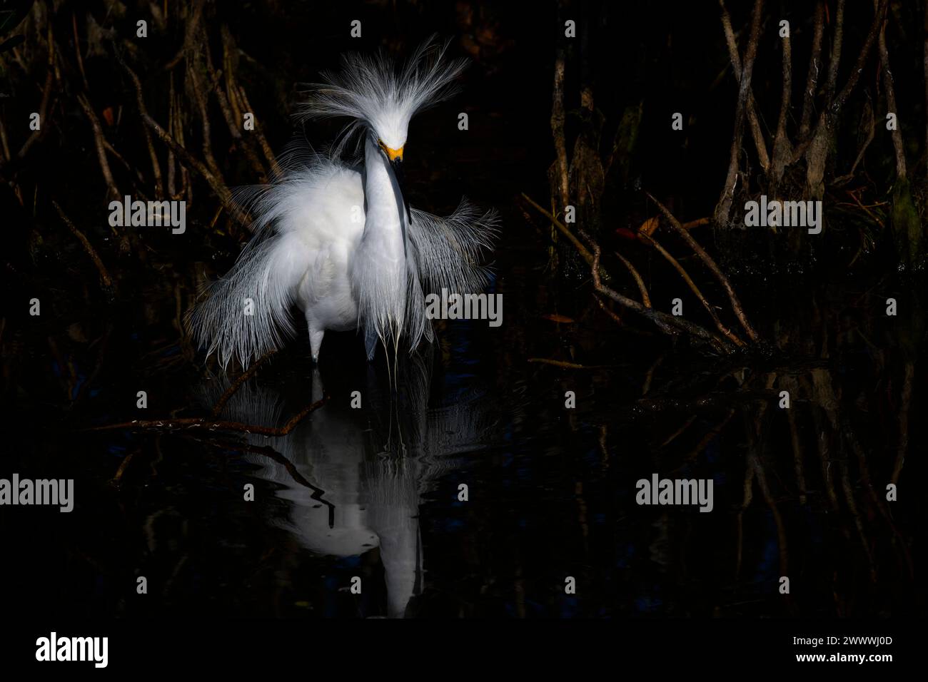 Snowy egret (Egretta thula) with breeding plumage at mangrove swamp ...