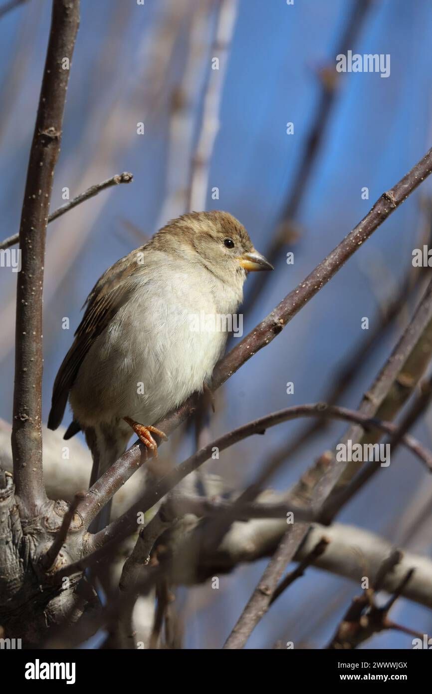 An image of a House Sparrow perched in a tree in early spring along the shores of Lake Ontario. Stock Photo