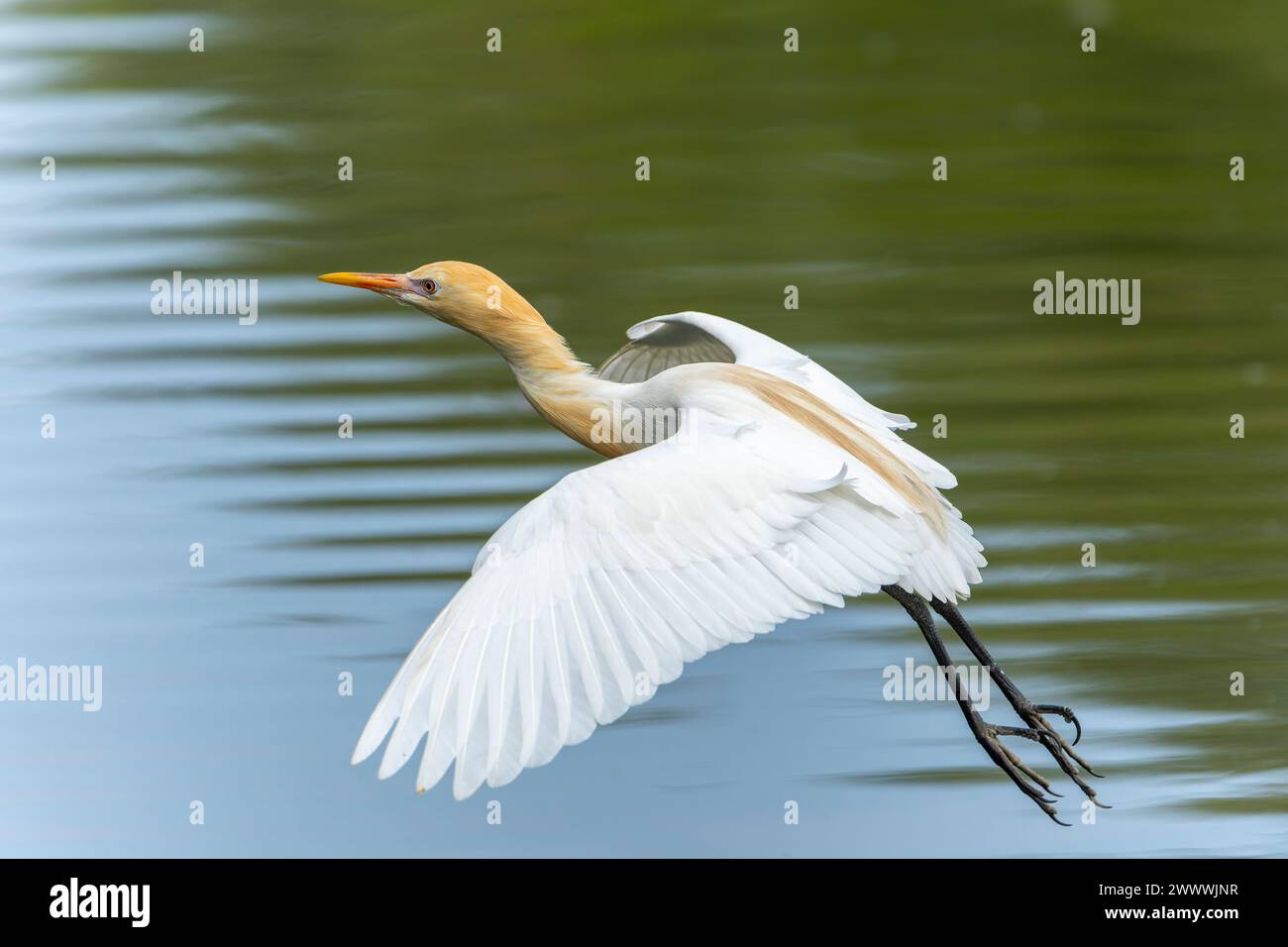 Cattle egret in flight in nuptial plumage Stock Photo