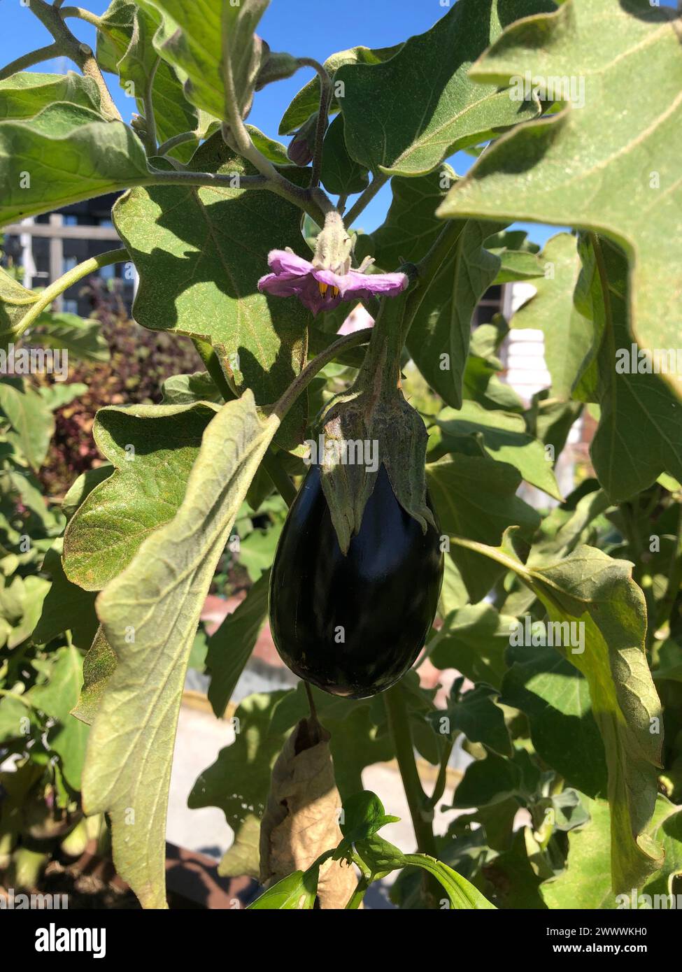 Fresh eggplant growing in garden with vibrant green leaves and purple blooms Stock Photo