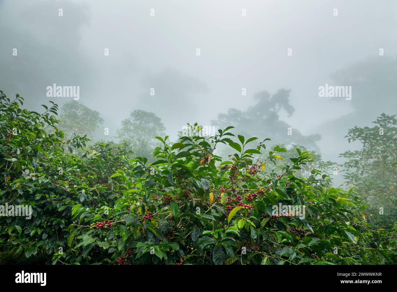 Coffee Beans, Coffee cherry beans on tree in Chiriqui highlands, Panama, Central America - stock photo Stock Photo