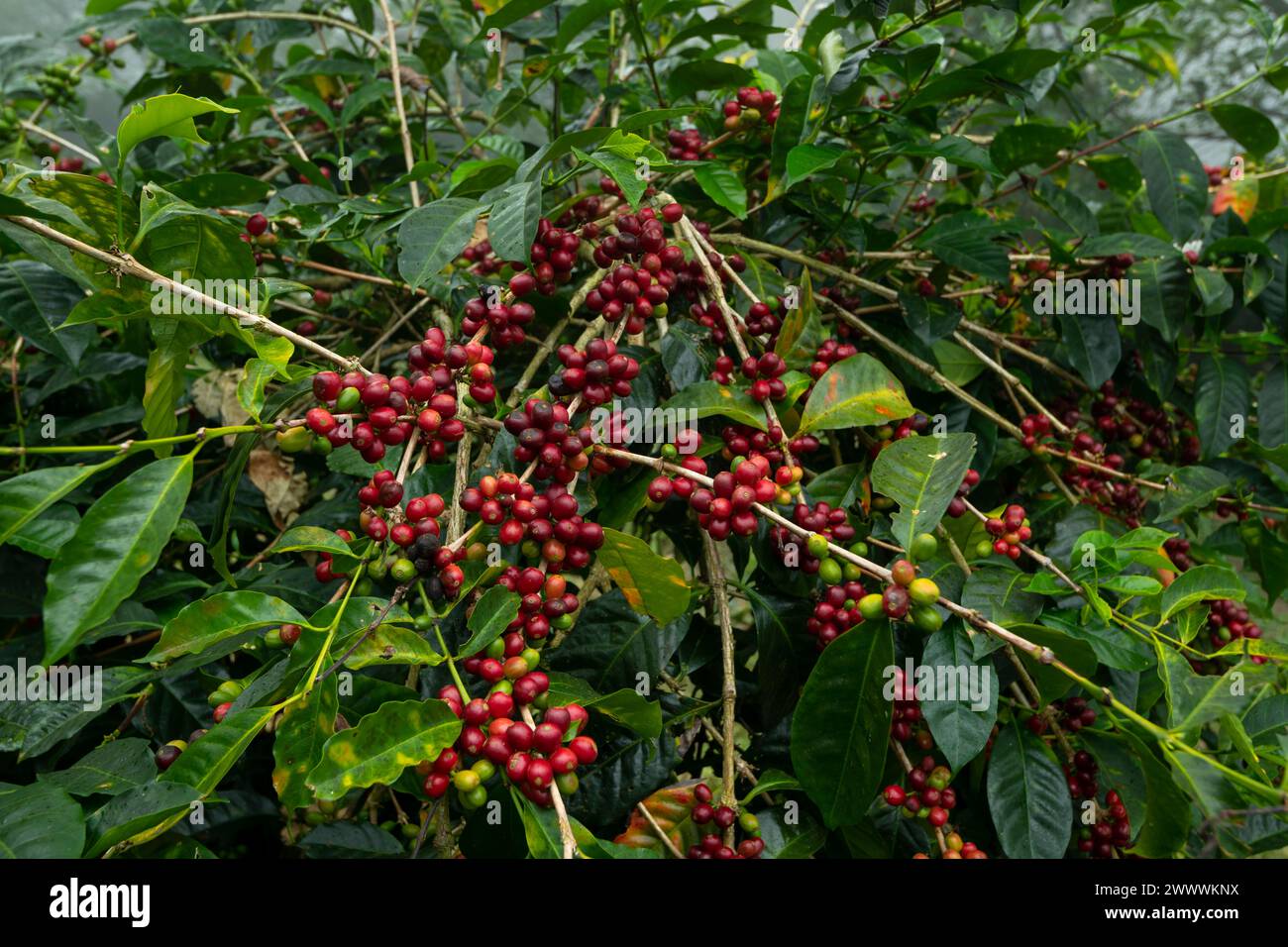 Coffee Beans, Coffee cherry beans on tree, Chiriqui, Panama, Central America - stock photo Stock Photo