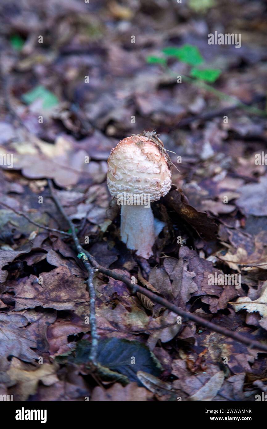 Edible mushroom Amanita rubescens commonly known as blushing amanita. Wild mushroom growing among fallen leaves in autumn forest. Stock Photo