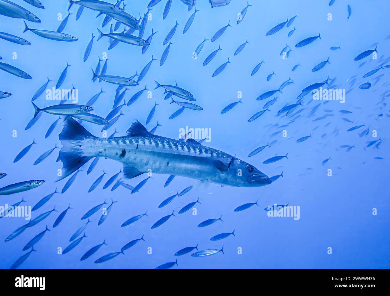 Barrakuda schwarm hires stock photography and images Alamy