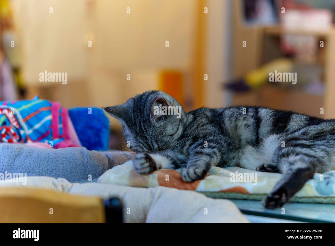 Cat sleeping on a table Stock Photo