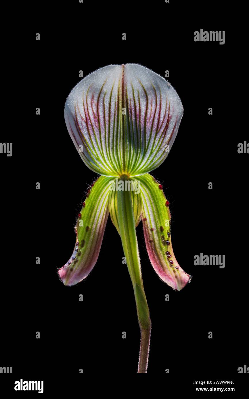 Closeup back view of backlit purple green and white flower of lady slipper orchid species paphiopedilum callosum isolated on black background Stock Photo