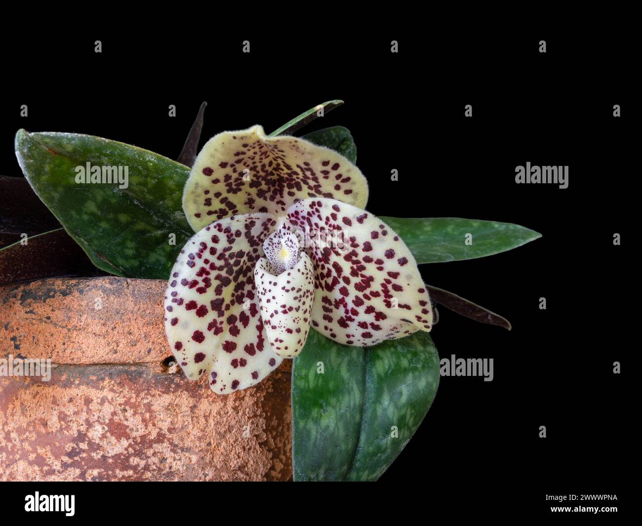 Closeup view of lady slipper orchid species paphiopedilum bellatulum or egg-in-a-nest with purple and creamy white flower isolated on black background Stock Photo