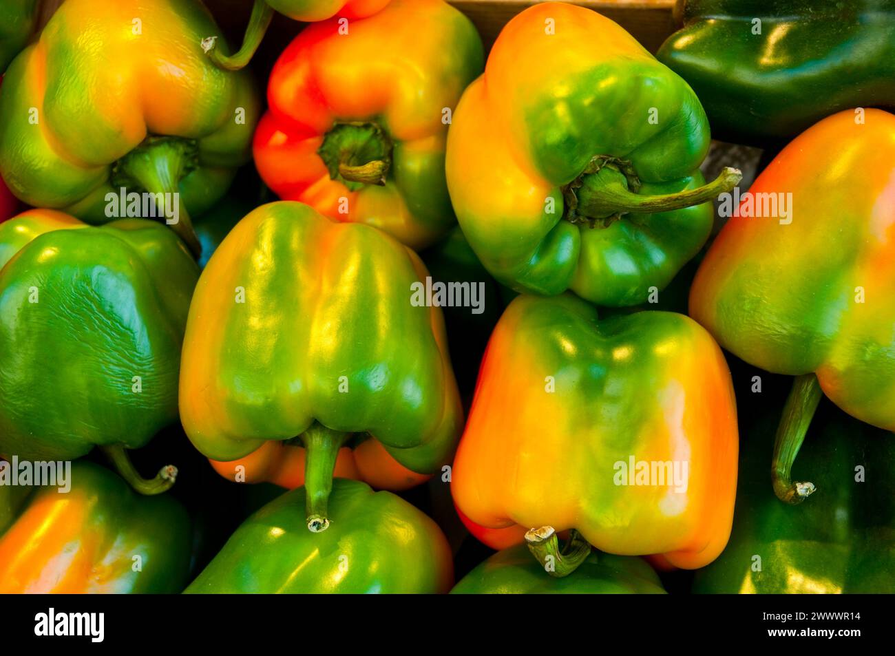 Peppers. Stock Photo