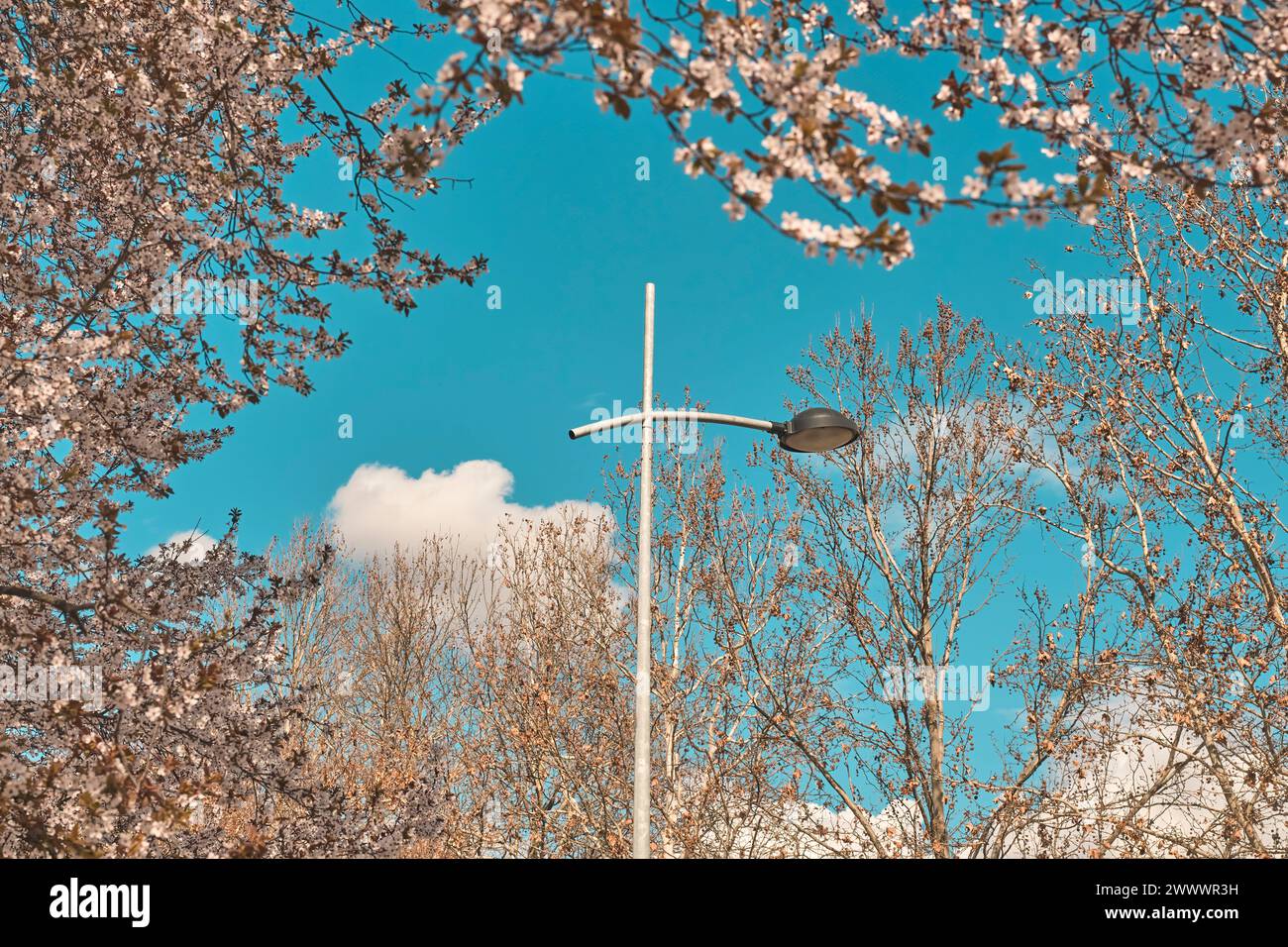 Street lamp framed by blooming tree branches in spring, selective focus Stock Photo