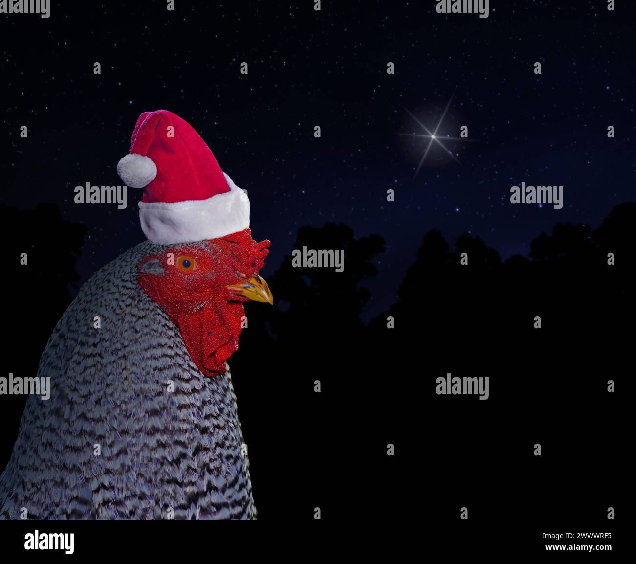 Black and white chicken rooster wearing a Santa hat with the Christmas star in the night sky behind Stock Photo