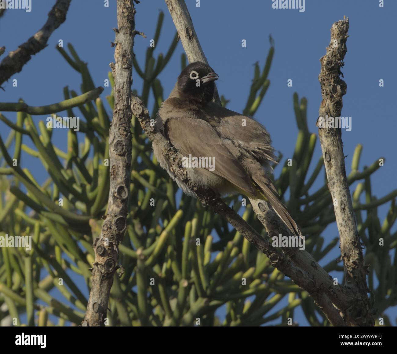 A pycnonotus bird enjoying the sunny day on the top of a tropical tree. The bird is taking care of its feathers Stock Photo