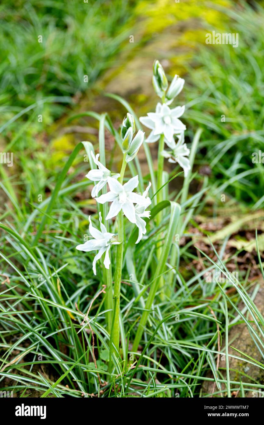 Ornithogalum nutans, known as drooping star-of-Bethlehem,[2] is a species of flowering plant in the family Asparagaceae, Stock Photo