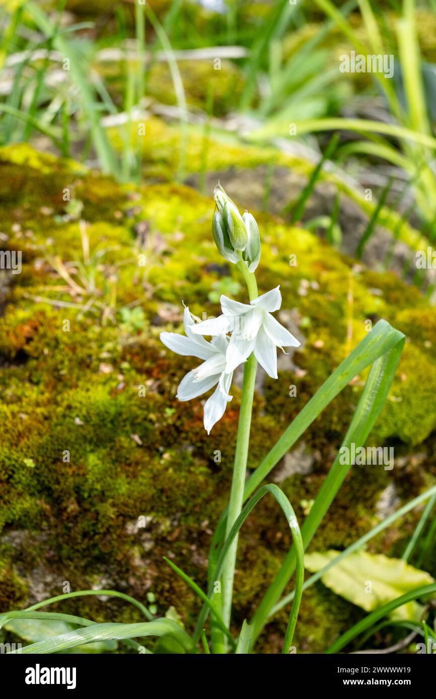 Ornithogalum nutans, known as drooping star-of-Bethlehem is a species of flowering plant in the family Asparagaceae, Stock Photo