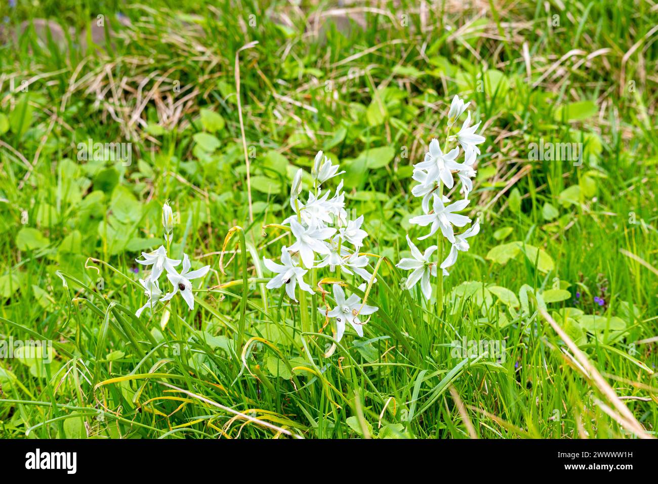 Ornithogalum nutans, known as drooping star-of-Bethlehem,[2] is a species of flowering plant in the family Asparagaceae, Stock Photo