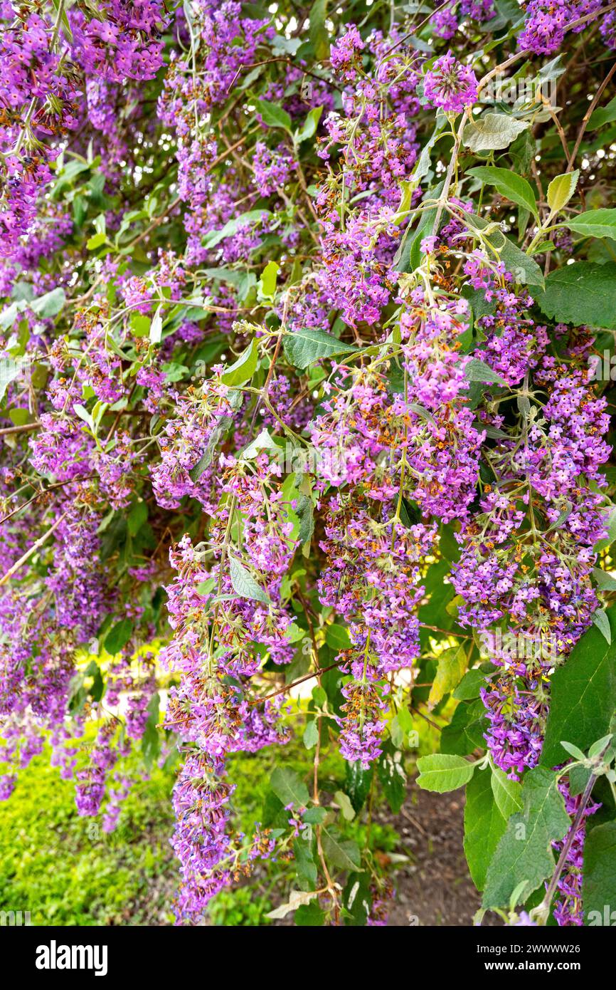 Buddleja davidii (spelling variant Buddleia davidii), also called summer lilac, butterfly-bush, or orange eye, is in the family Scrophulariaceae, Stock Photo