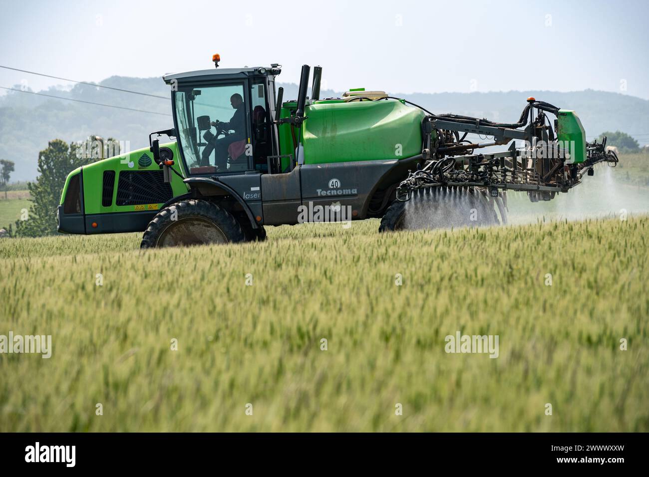 Fungicide treatment sprayed on a wheat field with a Tecnoma self-propelled crop duster, presence of foxtail grass and ryegrass. Tocqueville-en-Caux (n Stock Photo