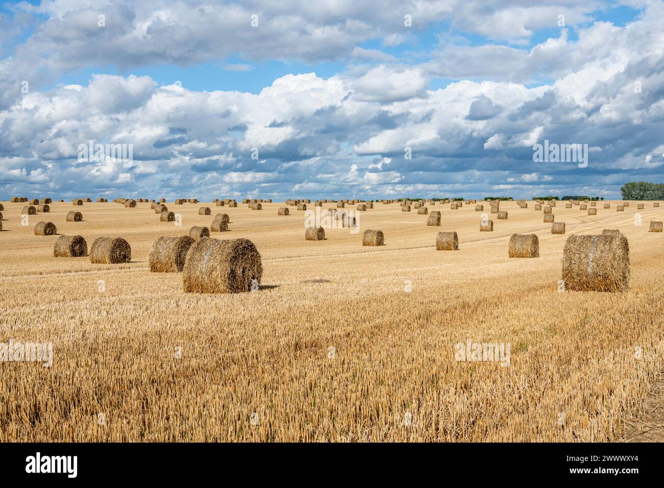 Straw bales in a field after the harvest and cloudy sky Stock Photo - Alamy