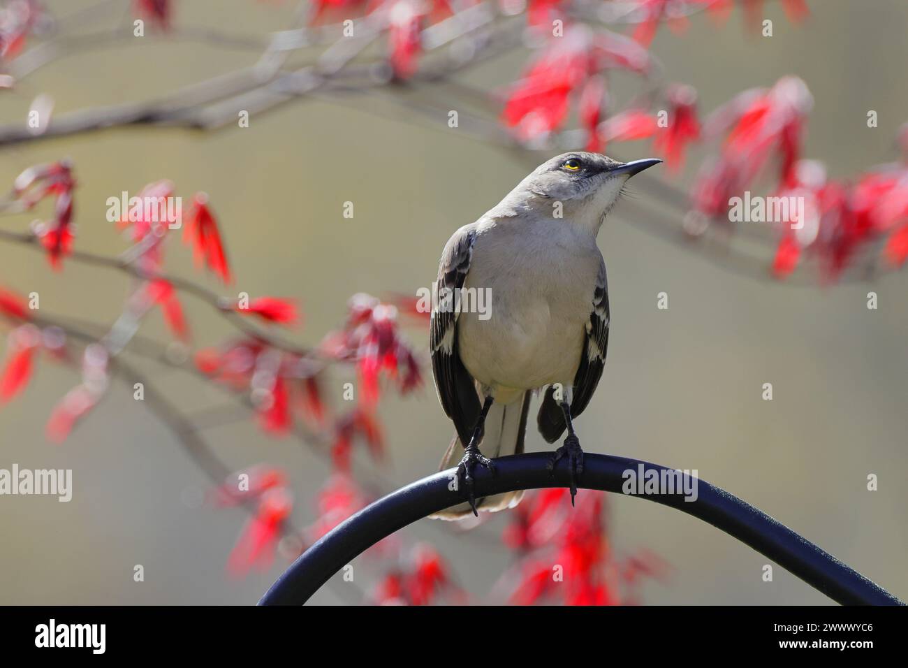 A mockingbird perched on a metal pole beneath a tree. Stock Photo