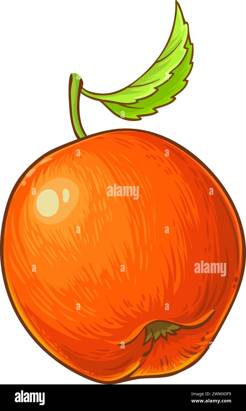 Apple Fruit Colored Detailed Illustration Stock Vector Image & Art - Alamy