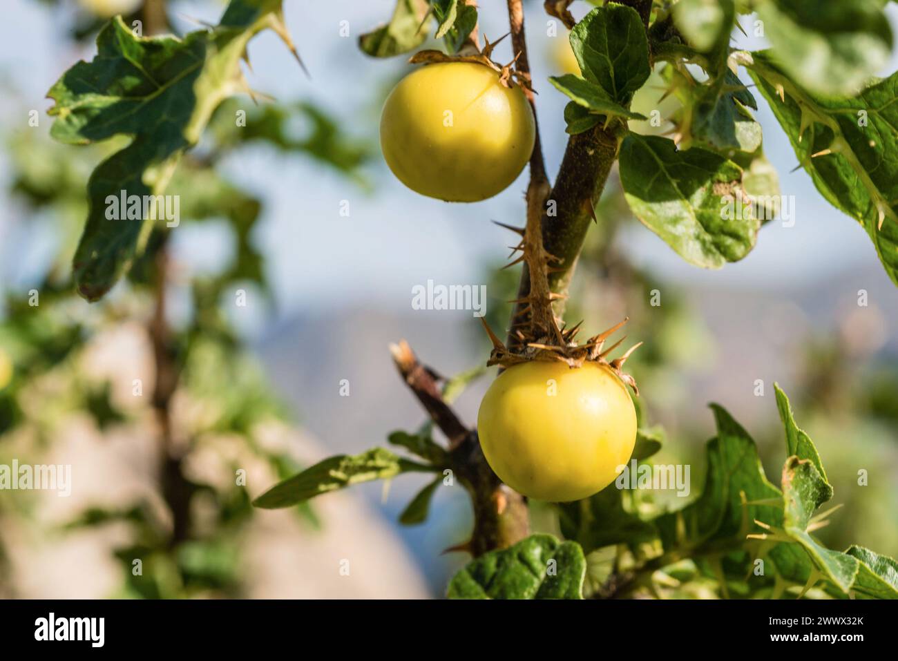 Früchte des Sodomsapfel Solanum linnaeanum auf Sizilien. Sodomsapfel *** Fruits of the Sodom apple Solanum linnaeanum in Sicily Sodom apple Stock Photo