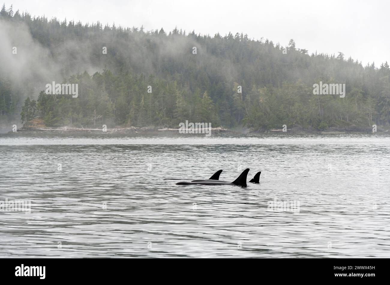 Pod of three orca (Orcinus orca), Telegraph Cove, Vancouver Island, Canada. Stock Photo