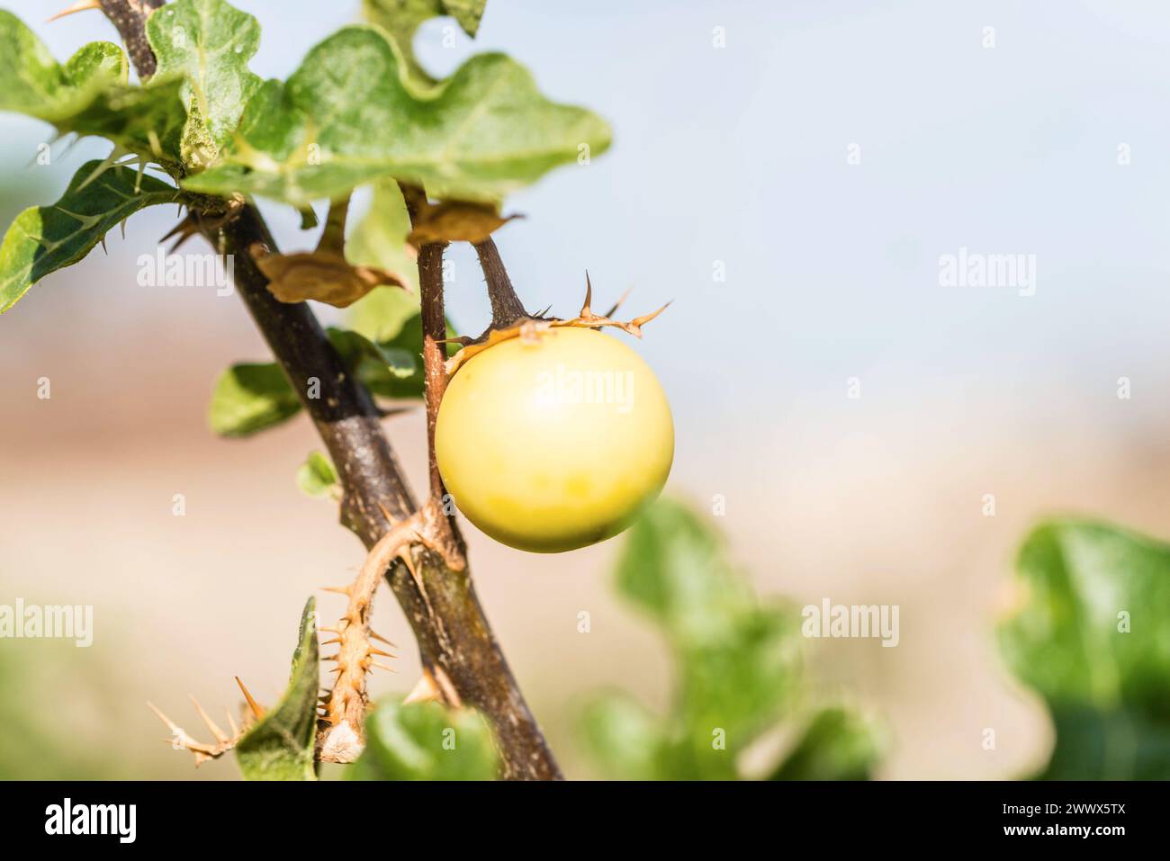 Frucht des Sodomsapfel Solanum linnaeanum auf Sizilien. Sodomsapfel *** Fruit of the Sodom apple Solanum linnaeanum in Sicily Sodom apple Stock Photo