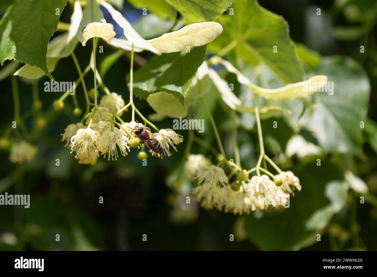 Lime Tree, Lime Blossom With Bee Stock Photo