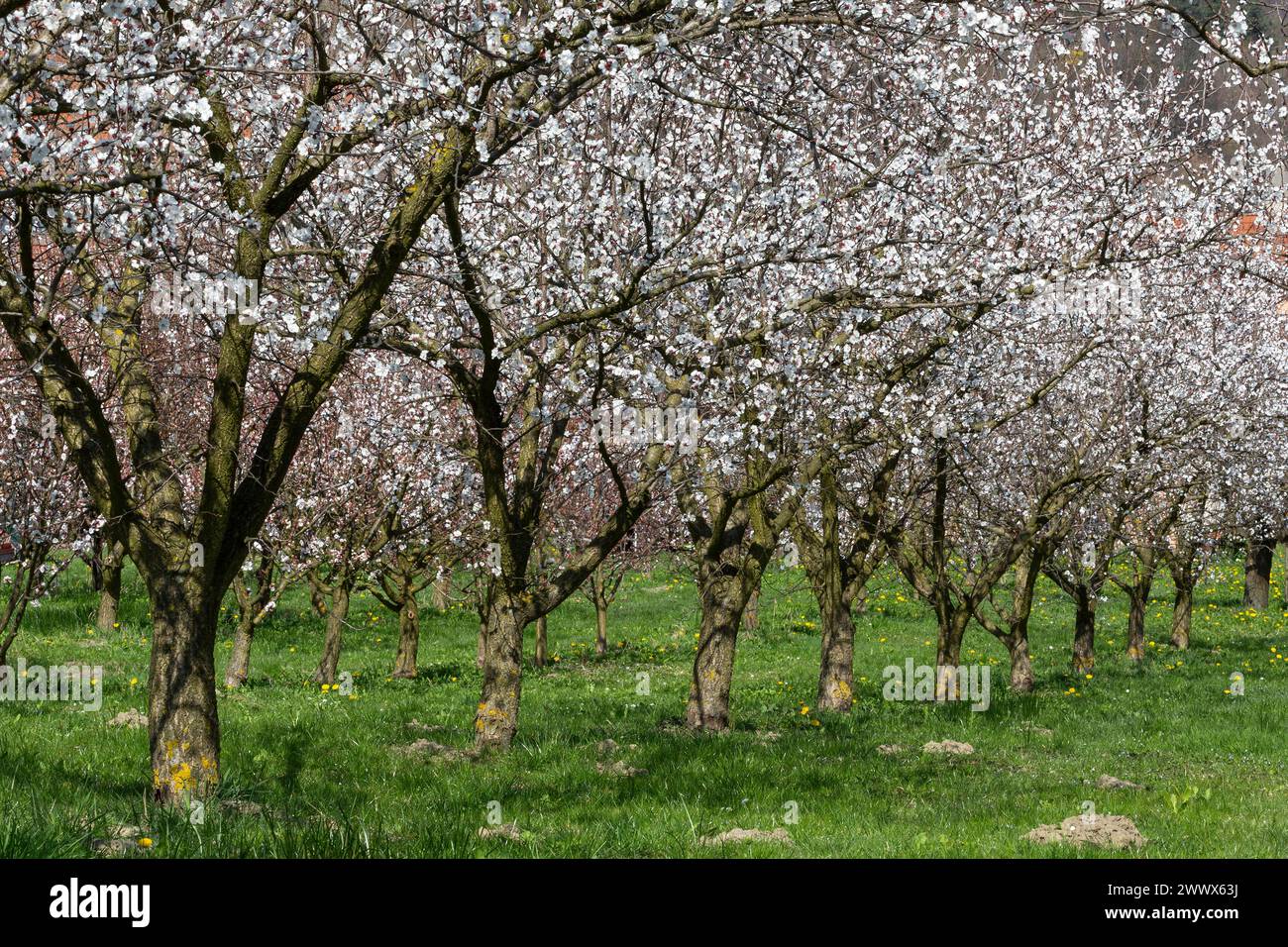 Apricot Blossom, Apricot Blossom In The Wachau, Lower Austria, Austria Stock Photo