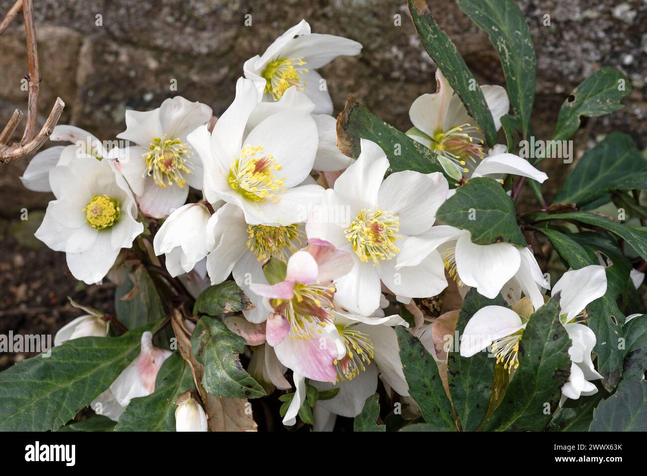 Snow Roses, Helleborus Niger Stock Photo