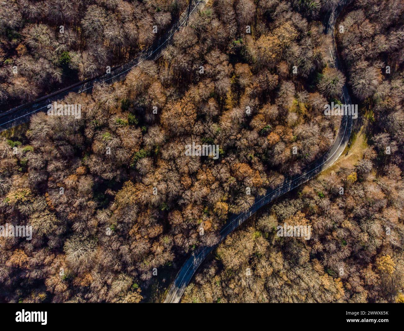 Eine Passstrasse schlängelt sich durch den Laubwald. Blick von oben aus der Vogelperspektive auf einen herbstlichen Wald in den Bergen des Parco dei Nebrodi im Norden Siziliens. Italien Blick auf eine kleine Passstrasse durch einen Wald *** A pass road winds its way through the deciduous forest Birds-eye view of an autumnal forest in the mountains of the Parco dei Nebrodi in northern Sicily Italy View of a small pass road through a forest Stock Photo