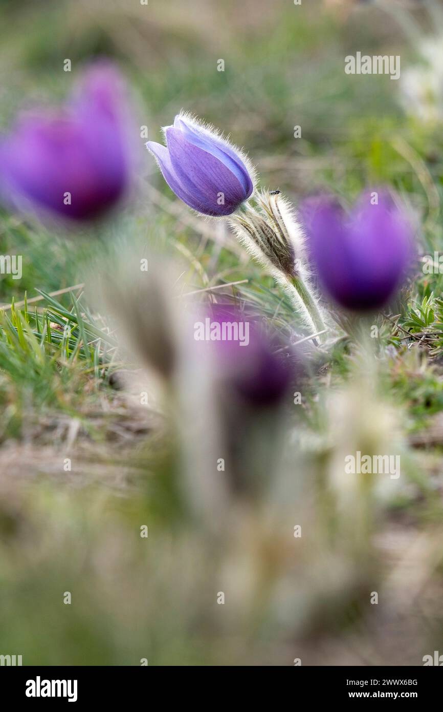 Cowrie Shells, Pulsatilla Vulgaris Stock Photo