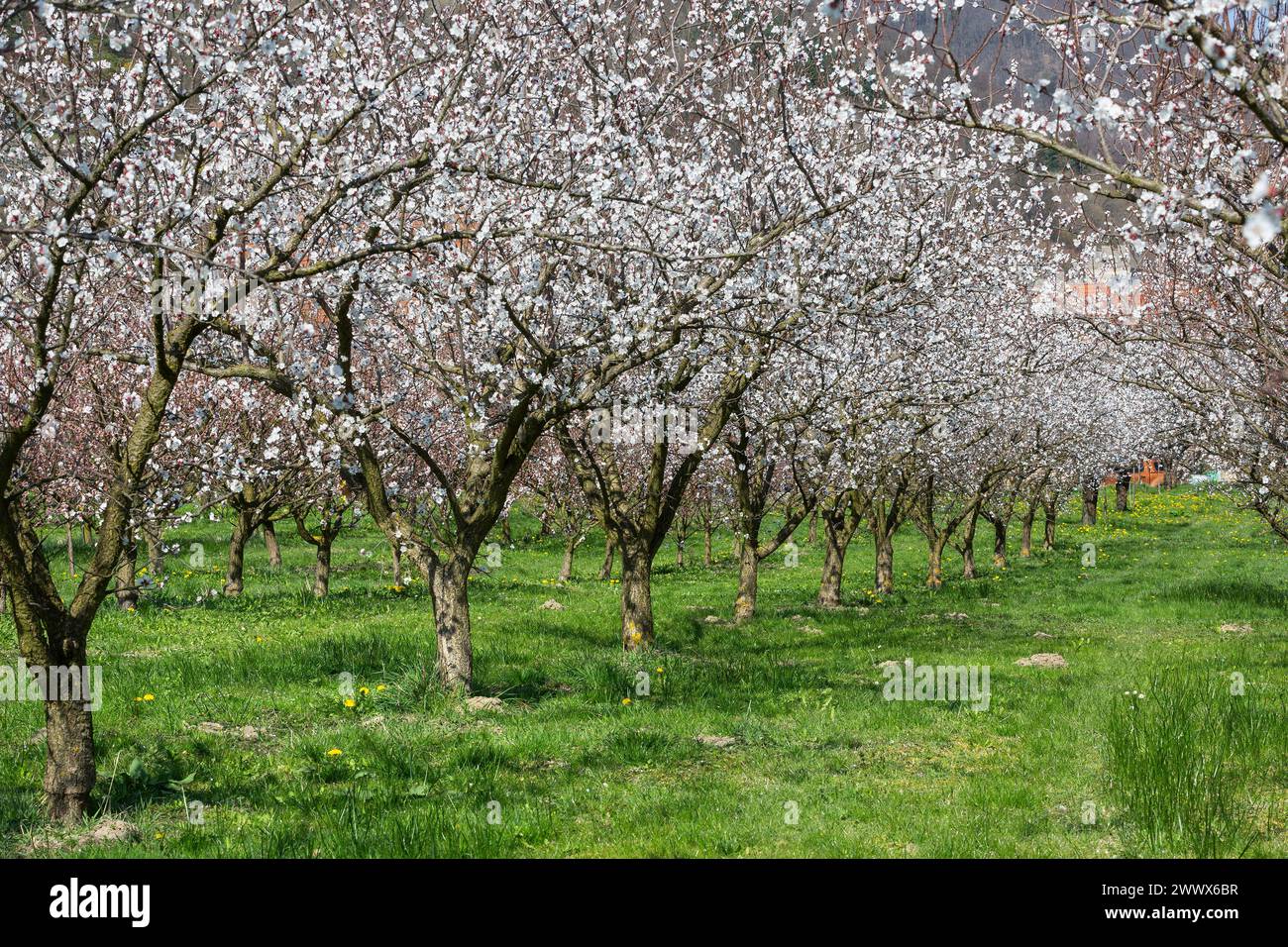 Apricot Blossom, Apricot Blossom In The Wachau, Lower Austria, Austria Stock Photo