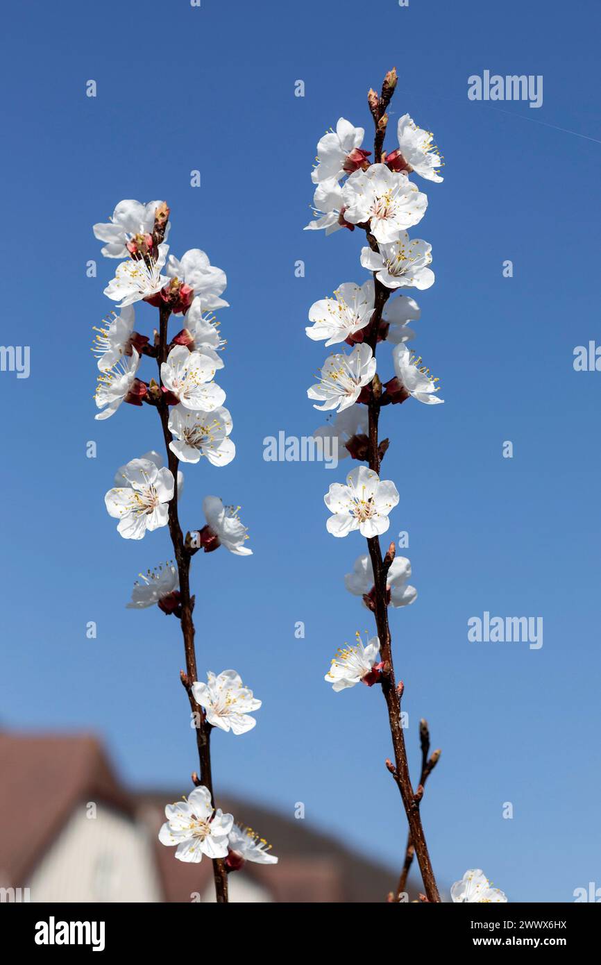 Apricot Blossom, Apricot Blossom In The Wachau, Lower Austria, Austria Stock Photo