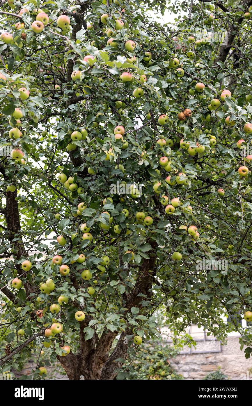 Apple Tree Stock Photo