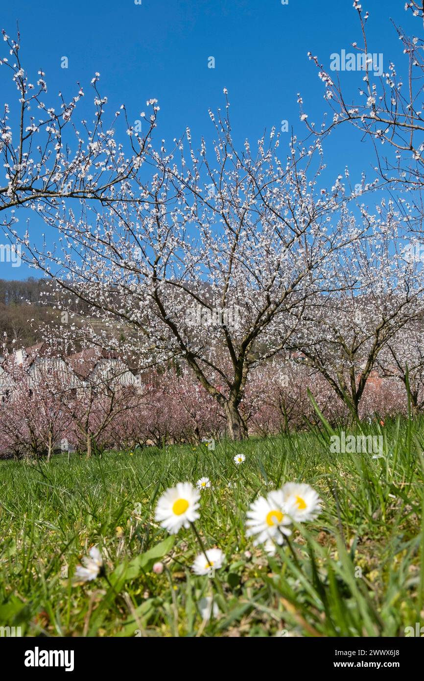 Apricot Blossom, Apricot Blossom In The Wachau, Lower Austria, Austria Stock Photo