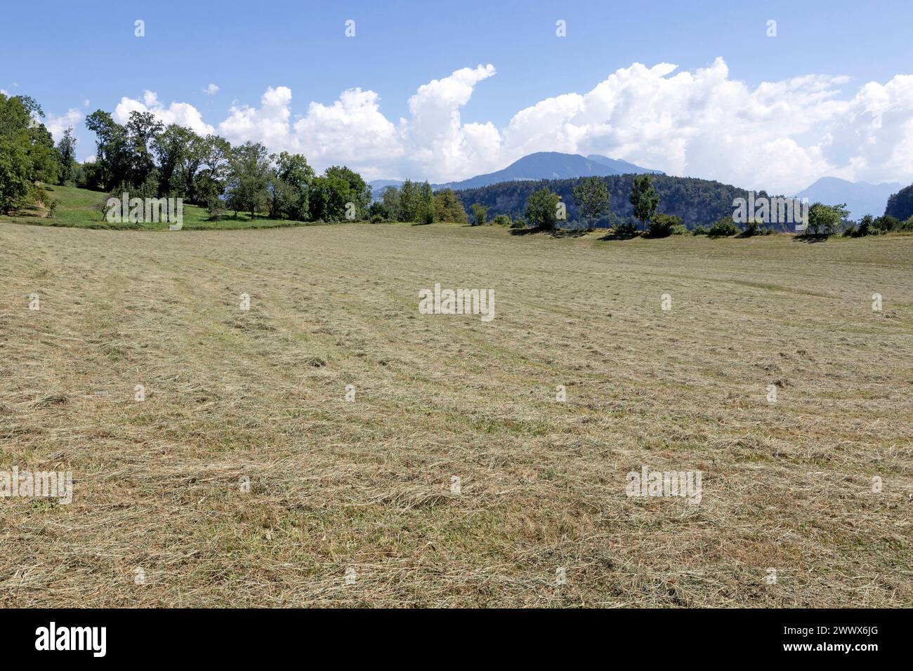 Meadow, Mown Grass To Dry, Vorarlberg Stock Photo Alamy