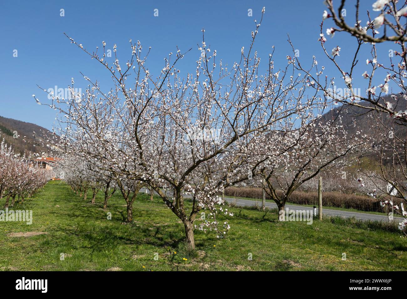 Apricot Blossom, Apricot Blossom In The Wachau, Lower Austria, Austria Stock Photo