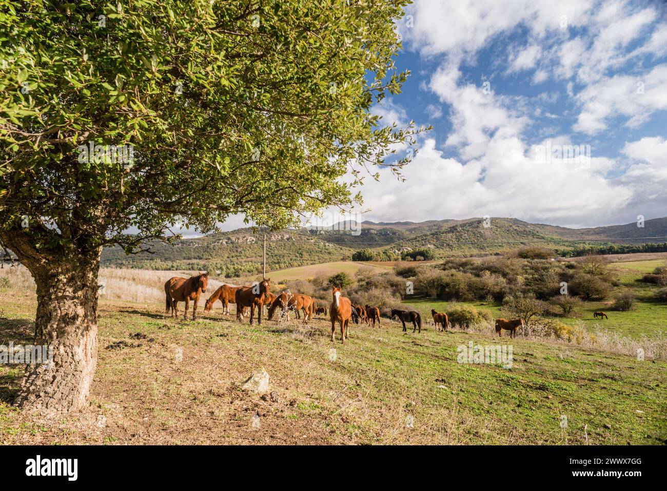 Pferde Equus auf einer Weide bei Palermo im Hinterland von Sizilien, Italien. Pferde auf einer Wiese *** Horses Equus in a pasture near Palermo in the hinterland of Sicily, Italy Horses in a meadow Stock Photo