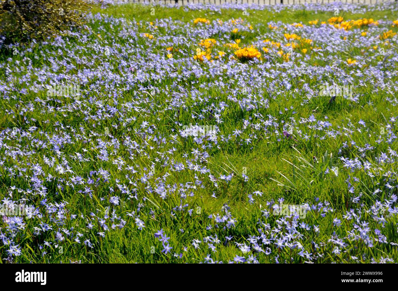 Copenhgen/ Denmark/26 March 2024/Blossom springs weather in Kastrup Copenhagen. Photo.Francis Joseph Dean/Dean Pictures Stock Photo